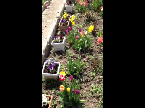 Tulipes pour Joumana