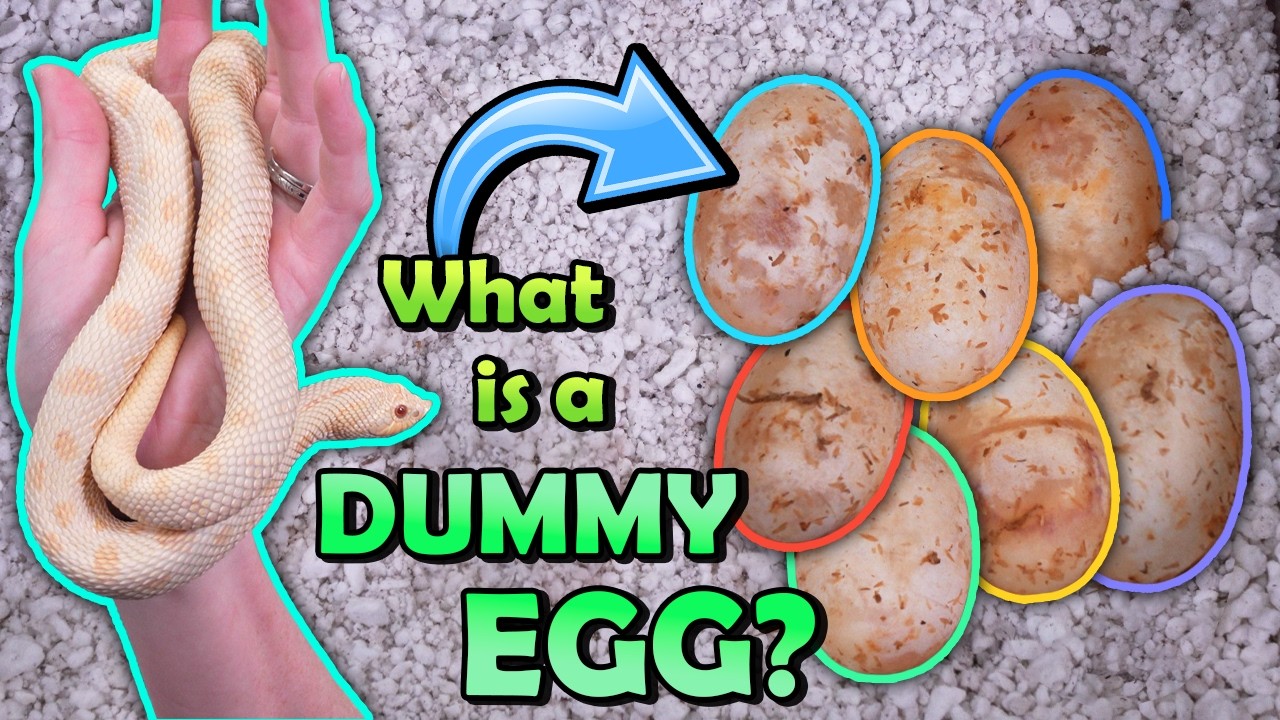 Our Hognoses Laid Dummy Eggs!