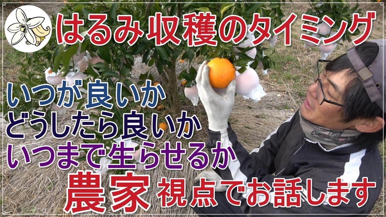 【焦らず】はるみの収穫タイミグと考え方【じっくり】