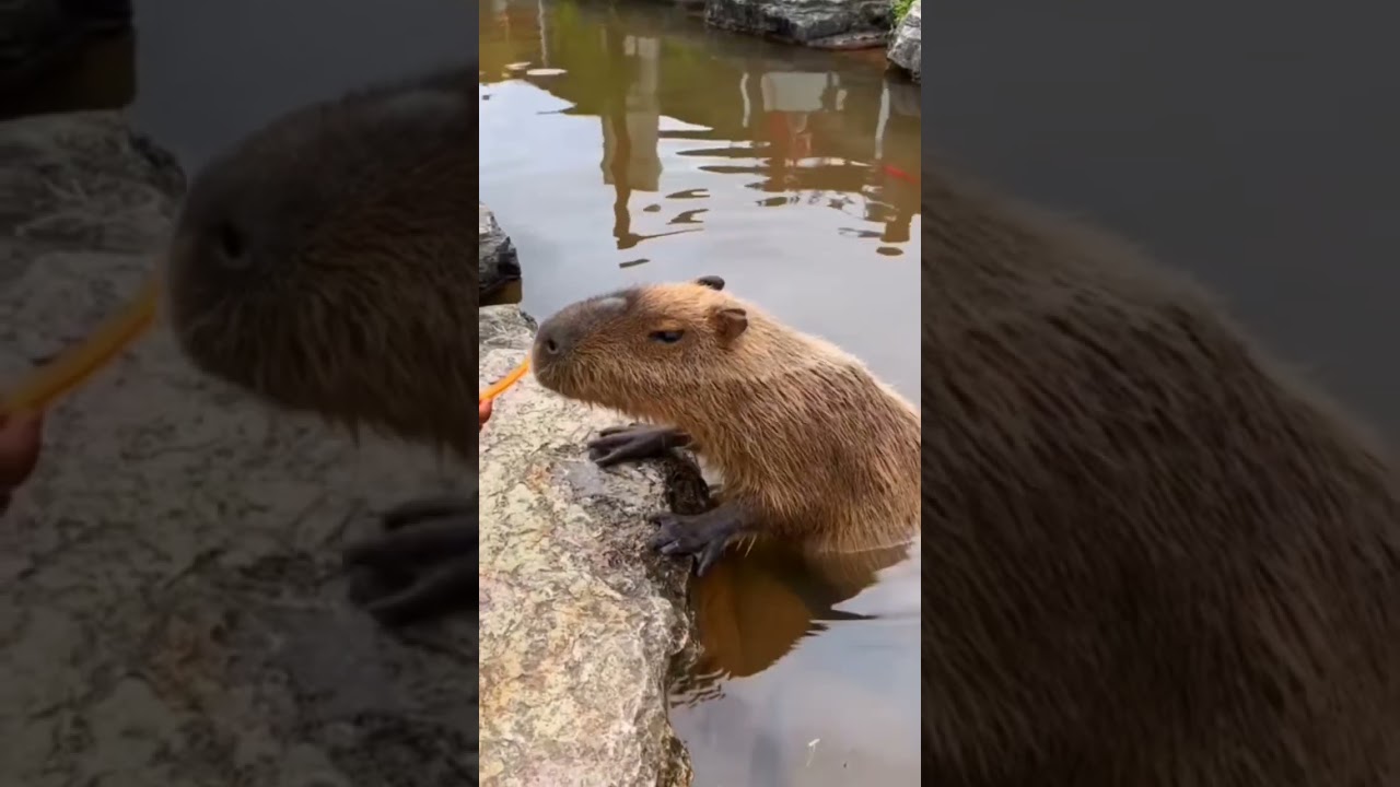 capybara cutee (35) #feed #capybara #cute #animals #feedshorts #funny #shortvideo #shorts #short