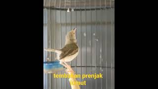 Download lagu tembakan prenjak lumut #prenjak #kicaumania mp3