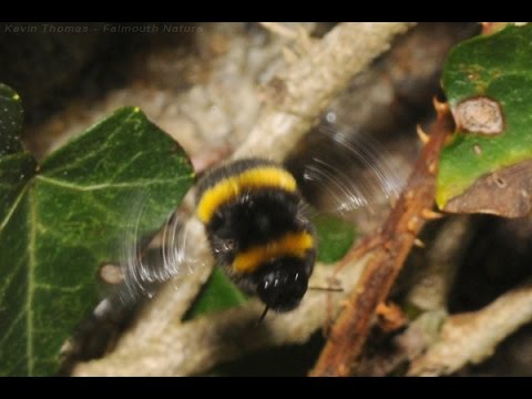 Winter active Bumblebee nest (Bombus terrestris) 21/02/17 Falmouth UK