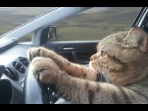 పిల్లి కారు నడుపుతోంది