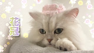愛娘(猫)に花冠つけたら可愛すぎて呼吸困難です