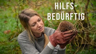 Achte bitte darauf: Diese Wildtiere brauchen Hilfe / Igel-Auffangstation zu Hause