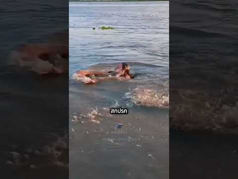 เธอตกลงไปในคลองระบายน้ำ…แล้วเจอจระเข้!