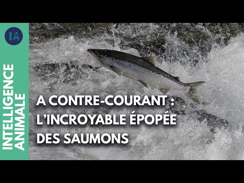Comment les saumons voyagent-ils entre les rivières et la mer ? | IA | DOC COMPLET