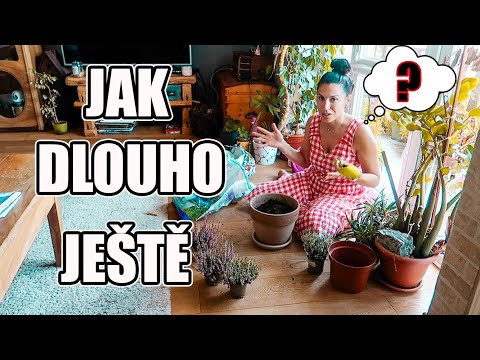 JAK DLOUHO BUDE JEŠTĚ TRVAT NEŽ BUDEME KOMPLETNÍ? DALŠÍ KONCERT ČECHOMORU, DENNÍ VLOG
