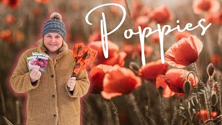 How to Grow Poppies from Seed & 4 Mistakes to Avoid for Success