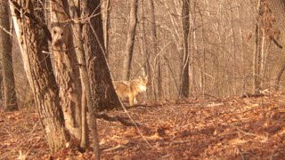 lost cat found in coyote country  by pet detective