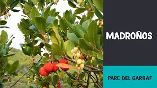 preview picture of video 'Madroños en el massís del Garraf - The Garraf strawberry trees'