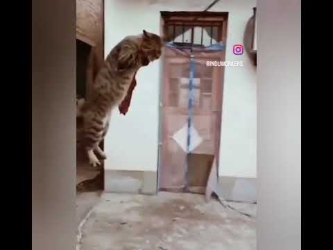 @ElJoker @Bavyasr487