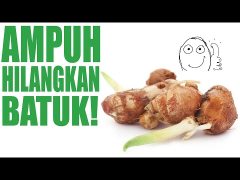 download lagu mp3 mp4 Tips Kencur Untuk Obat Batuk, download lagu Tips Kencur Untuk Obat Batuk gratis, unduh video klip Tips Kencur Untuk Obat Batuk