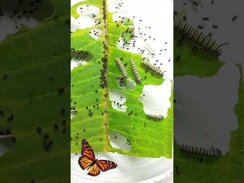 Caterpillars eat a whole leaf #greentimelapse #gtl #timelapse