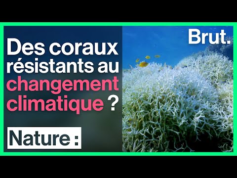 Des coraux résistants à l'acidification des océans ?