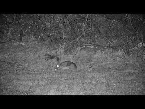 Djuma: Scrub Hare feeding by the dead fallen tree - 18:35 - 08/03/21