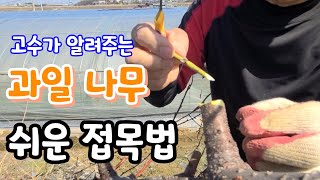과일 나무 접목! 품종 개량 ! 옥천 중앙농원 사장님이 알려 주는 대박  꿀팁