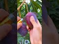 Purple mango 😍