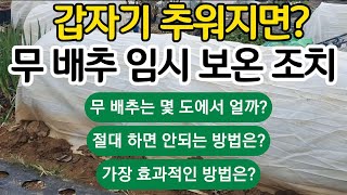 무와 배추 갑자기 추워지면 임시 보온 조치 이렇게 하세요. 무 배추의 어는 온도는? 하면 안되는 보온방법은?…
