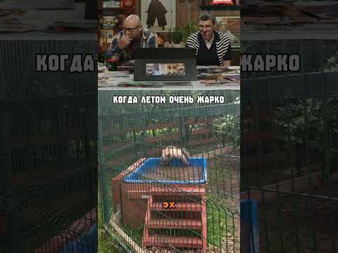 Как спастись от жары!