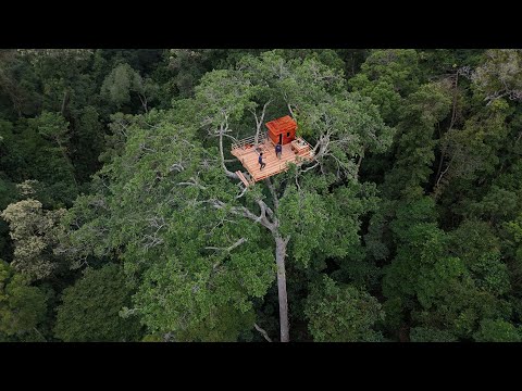 Where Only Birds Dare — Building a Survival Shelter and Sky Court on a Giant Ancient Tree