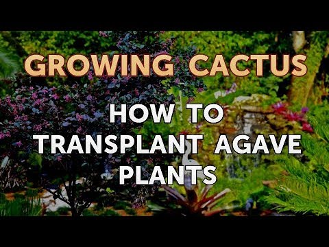 How to Make a Cactus Grow Faster