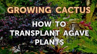 How to Transplant Agave Plants