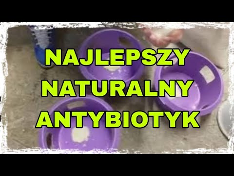 Naturalny antybiotyk dla gołębi