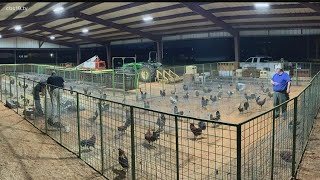 Thirteen arrested for illegal cockfighting in Rusk County