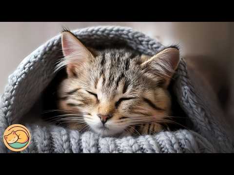 Healing Night Music for Cats and Their Owners