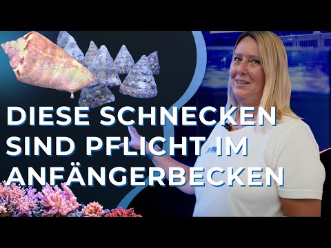 Teil 11: Meerwasseraquarium für Anfänger - die ersten Bewohner ziehen ein!