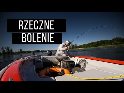 Rzeczne bolenie