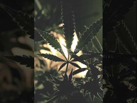 Zagda - Doskonale Kopie