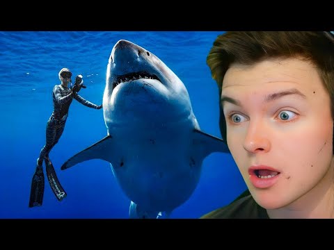 Verdens Farligste Dyr!