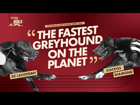 Fastest Dogs in the English Greyhound Derby 2025 So Far 🏆