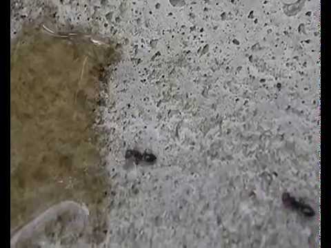 comment traiter fourmies jardin