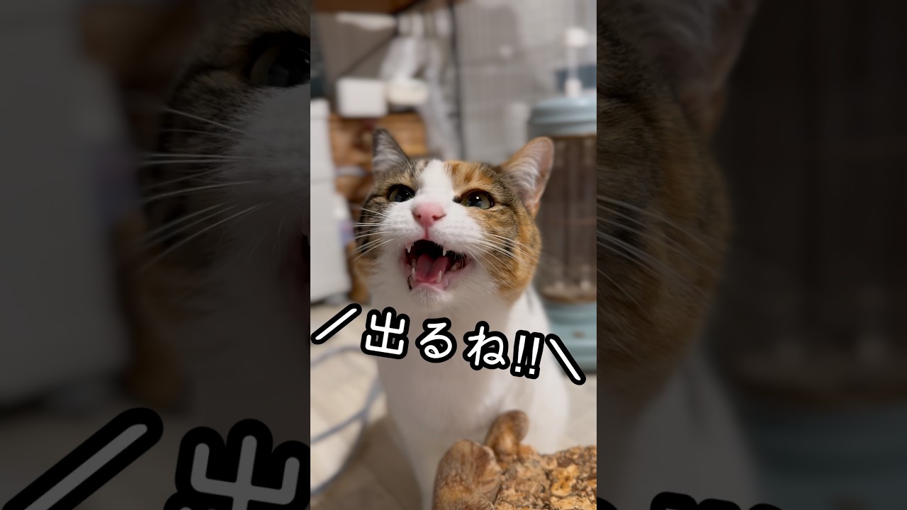 今日のおしゃべり小町。しいたけ栽培継続中🍄‍🟫