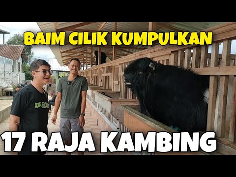 Child Artist Baim Takes Home All the Goats from the Contest Worth Billions