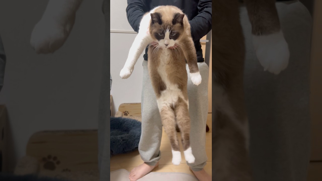 【花凛ちゃんに継ぐ虚無猫】沢山のコメントありがとうございました。すべて拝見さていただいております。みんな元気に過ごしております。