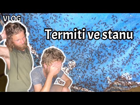 Obrovský mravenčí útok - VLOG •7 🇲🇾