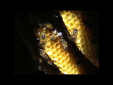 Abelletes de la mel. La Rambla, Crevillent 20/8/l2017