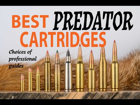 Best Cartridges for Predators & Varmints : Choices of Professional Guides