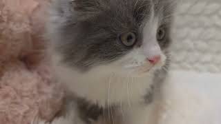 マンチカンの動画01