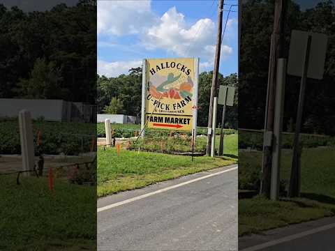 Come Along as We Pick Fresh Vegetables at Hallock’s U-Pick Farm — experience  real Niflaos HaBorei!