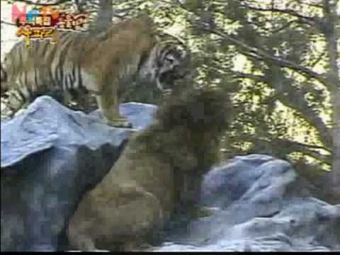 Sumatran Tigress vs Male African Lion, Male african lion is owned and submits.