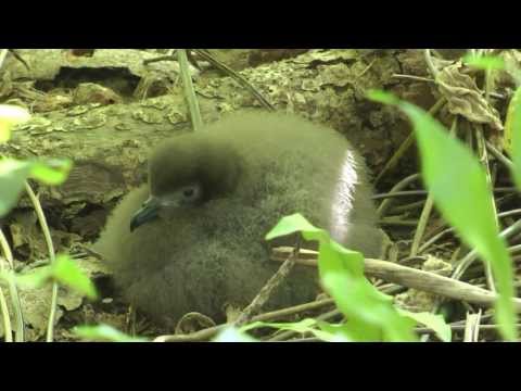Murphy's Petrel (chick), 7th September 2013, Henderson Island, SE Pacific