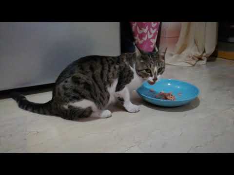 Cat eats canned tuna! - YouTube