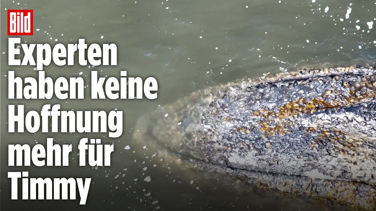 Drama um Timmy: Große Narbe! Neue Drohnenaufnahmen zeigen seine schweren Verletzungen