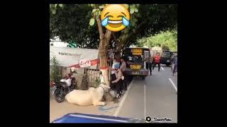 Download lagu rombongan brimob di kejar sampi ngamuk #viral #shorts #funny #trending mp3