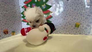 マルチーズの動画01